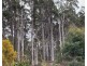 218 Farrells Road, Reedy Marsh TAS 7304