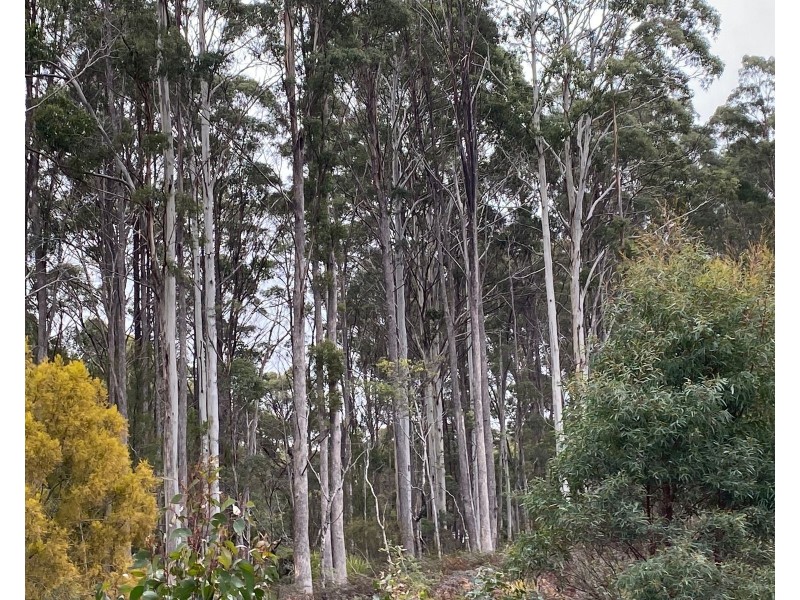 218 Farrells Road, Reedy Marsh TAS 7304