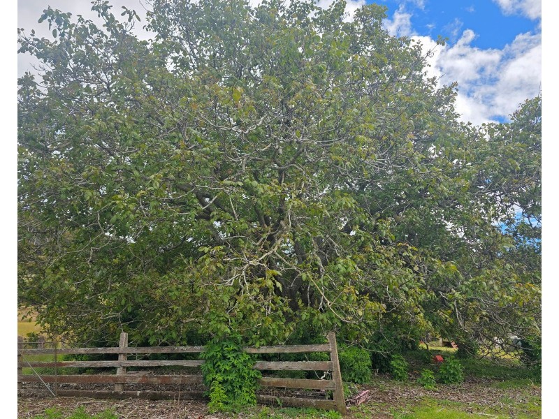 487 Weetah Road, Weetah TAS 7304