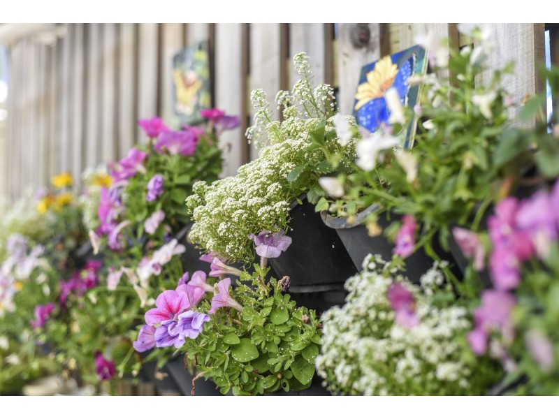 38 Kosciusko Lane, Fitzgibbon QLD 4018