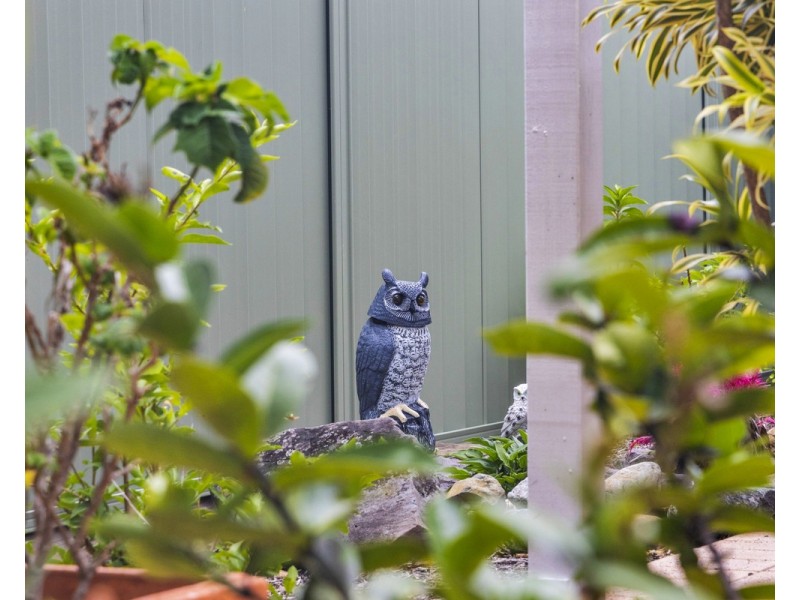 42/39 Pitta Place, Carseldine QLD 4034