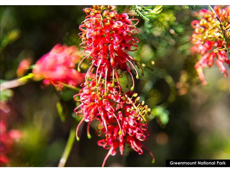 4b Prichard Road, Greenmount WA 6056