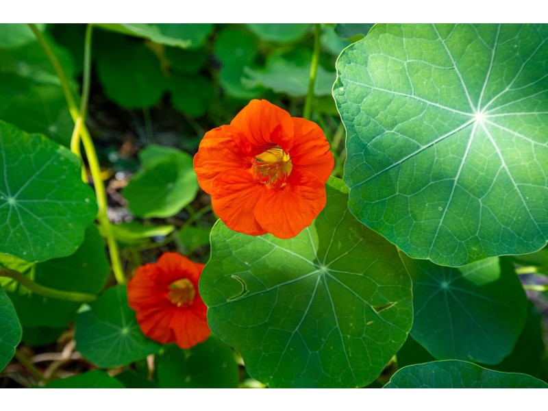 20 Lambertia Crescent, High Wycombe WA 6057