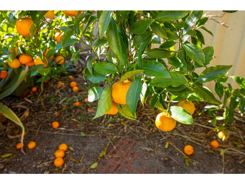 20 Lambertia Crescent, High Wycombe WA 6057