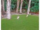 10 Euston Close, Clifton Beach QLD 4879
