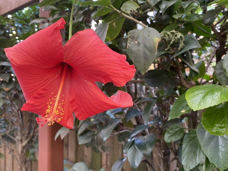 51 Hallifax Street, Seaford VIC 3198