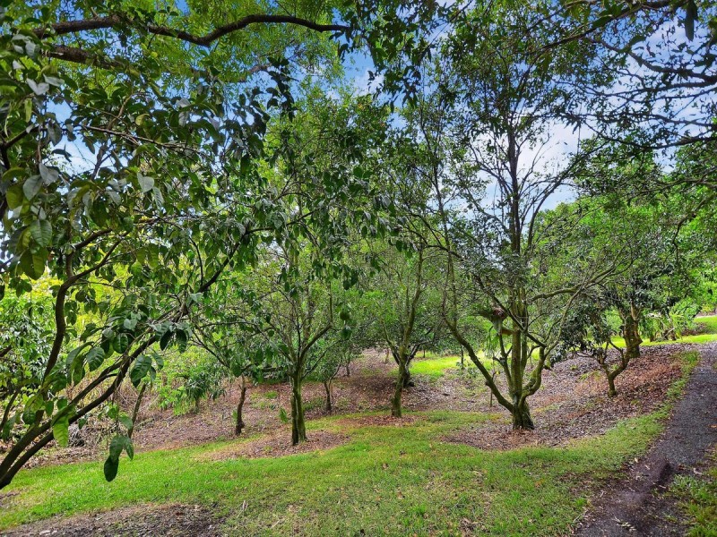 69 Estelle Road, Currumbin Valley QLD 4223