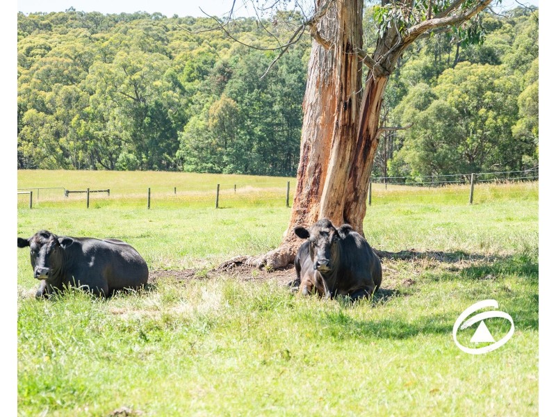 510 Macclesfield Road, Macclesfield VIC 3782