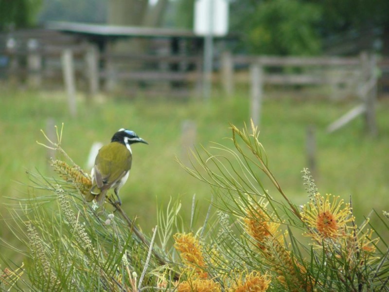 11 O’Dells Road, Donnellyville, Macksville NSW 2447