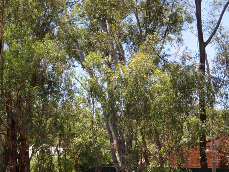 831/28 Georgiana Street, York WA 6302