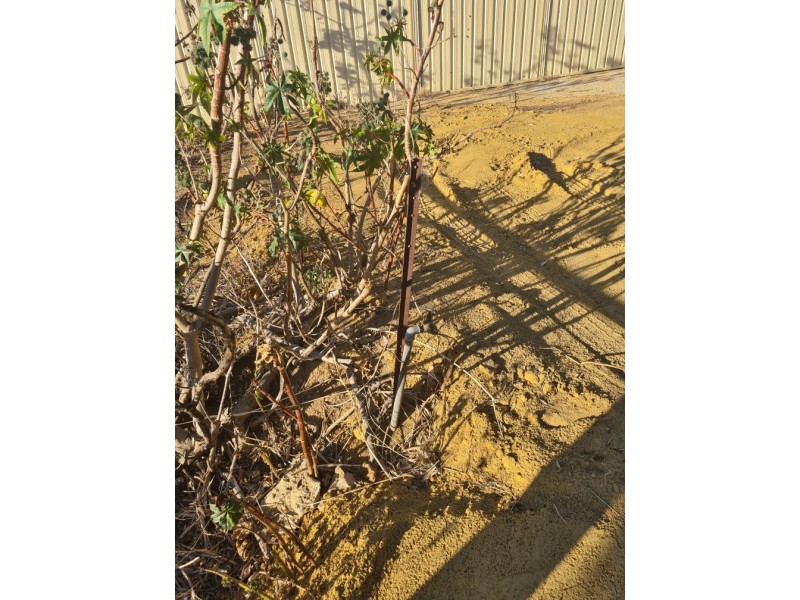 62 Avon Terrace, York WA 6302