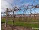2756 Tapalin Mail Road, Euston NSW 2737