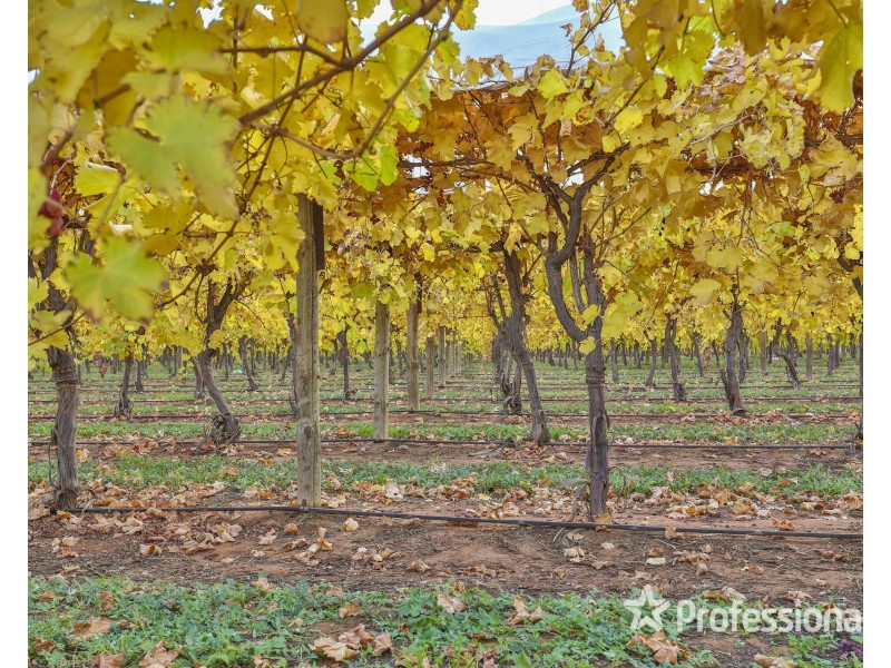 42 Daunts Road, Sunnycliffs VIC 3496