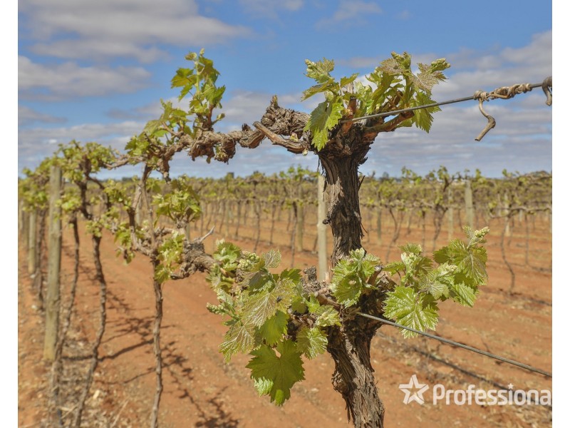 Block/104 Devenport Street, Dareton NSW 2717