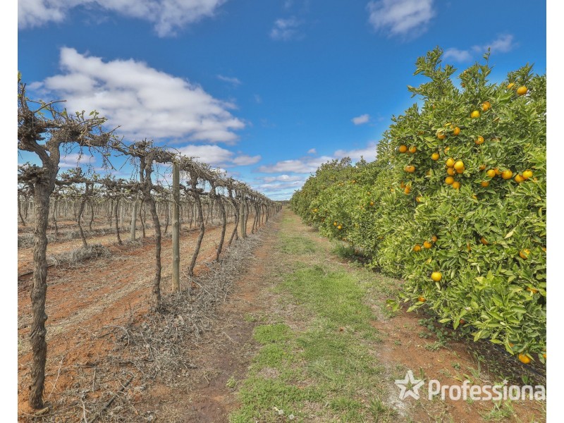 Block/104 Devenport Street, Dareton NSW 2717