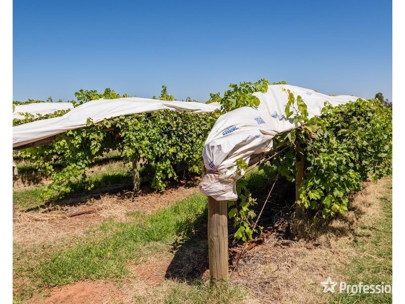 301 Millewa Road, Red Cliffs VIC 3496
