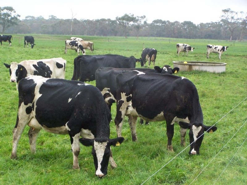 586 Dingey Road, Naringal East VIC 3277