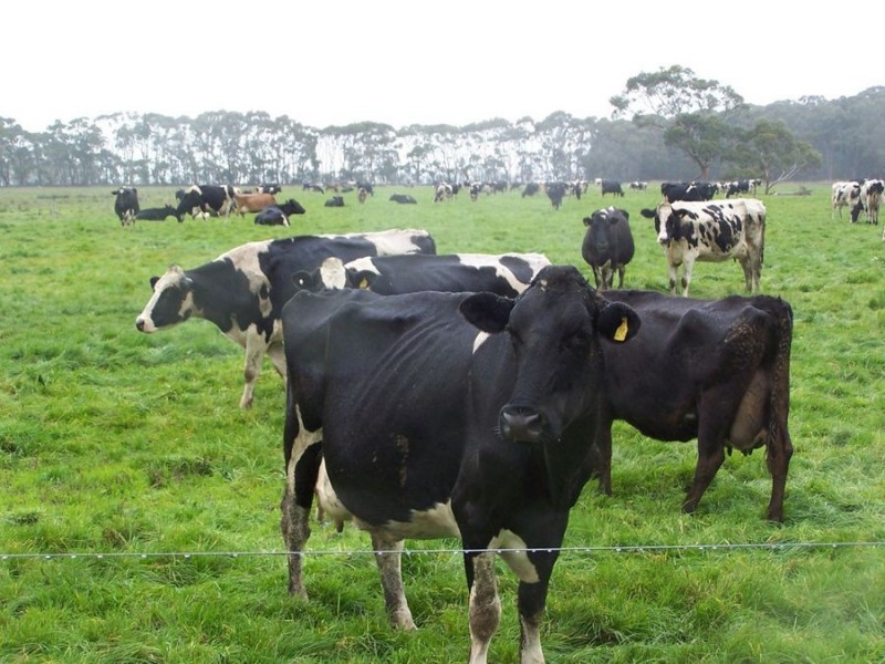 586 Dingey Road, Naringal East VIC 3277