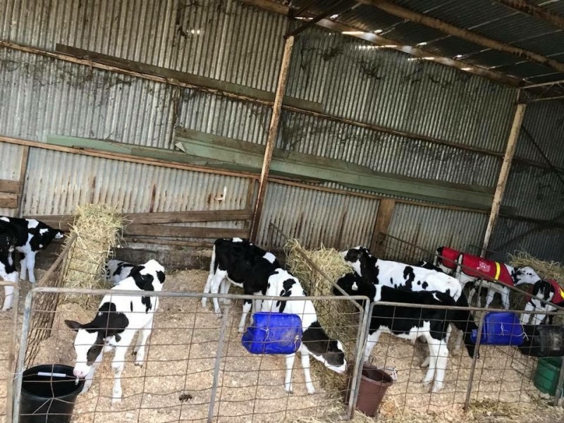 580 Williams Road, Scotts Creek VIC 3267