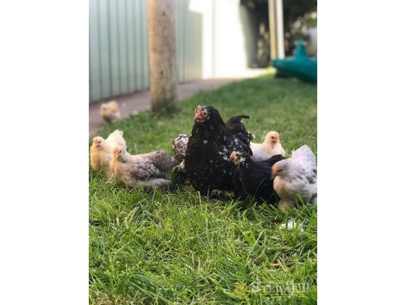 74 Dunlop Street, Mortlake VIC 3272