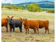 Cobden-Port Campbell Road, Port Campbell VIC 3269