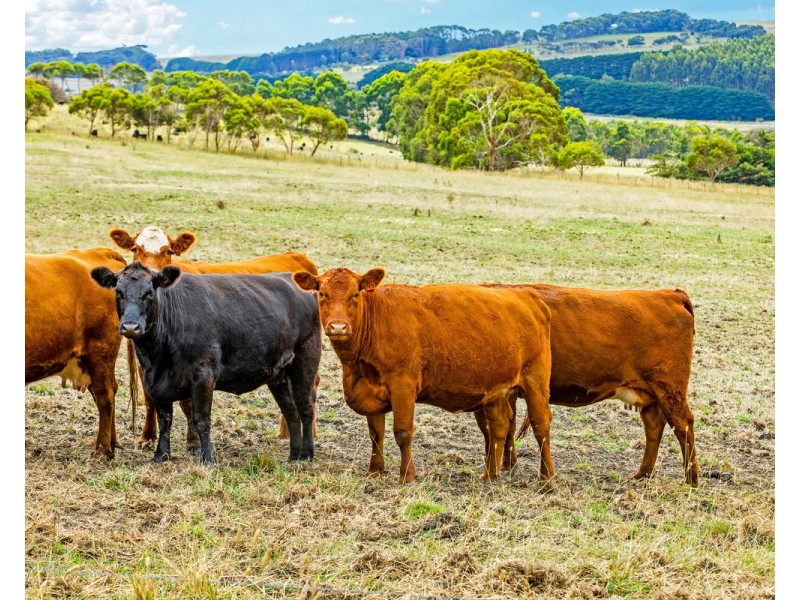Cobden-Port Campbell Road, Port Campbell VIC 3269