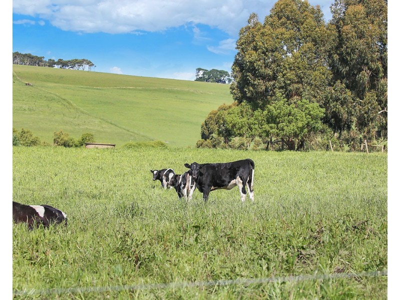 194 Wild Dog Road, Paaratte VIC 3268