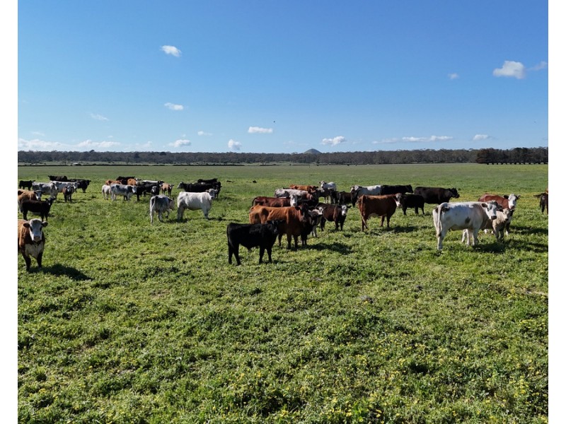 61 Purrumbete Estate Road, Koallah VIC 3260