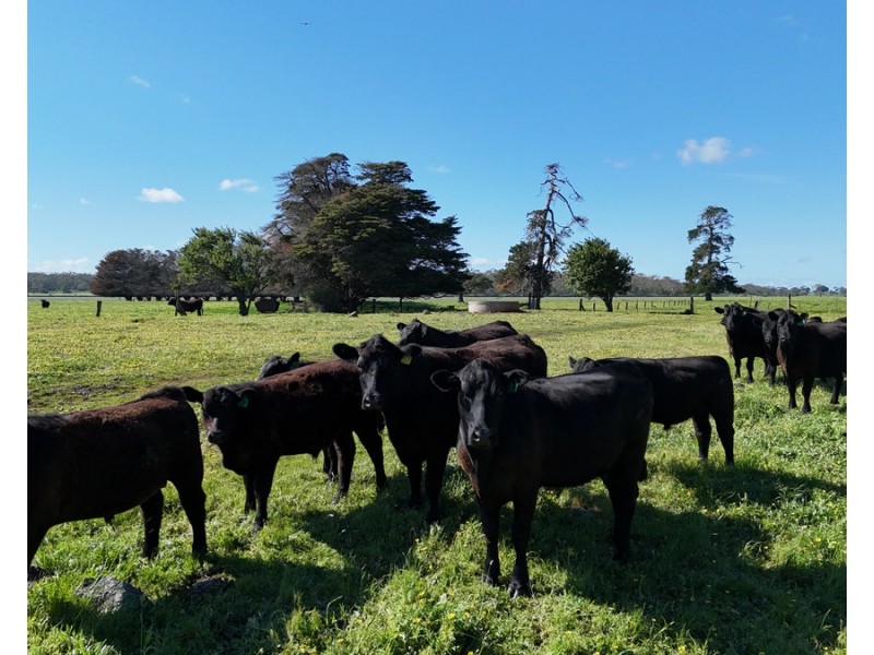 61 Purrumbete Estate Road, Koallah VIC 3260