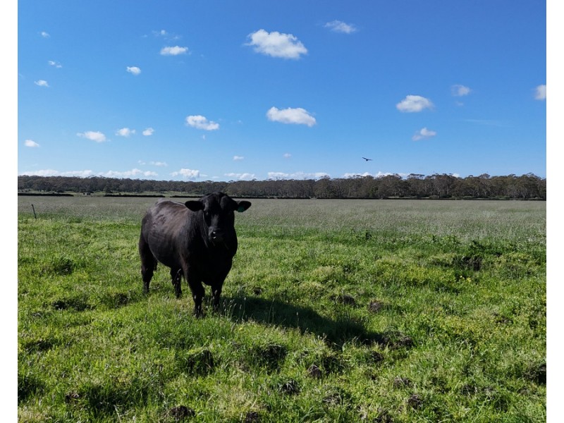 61 Purrumbete Estate Road, Koallah VIC 3260