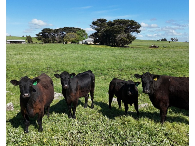 61 Purrumbete Estate Road, Koallah VIC 3260