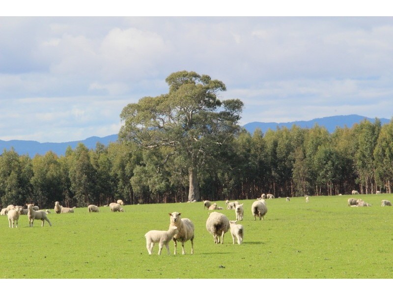 333 Springwood Road, Cavendish VIC 3314