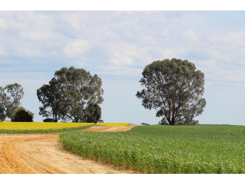 298 Arthurs Road, Telopea Downs VIC 3420