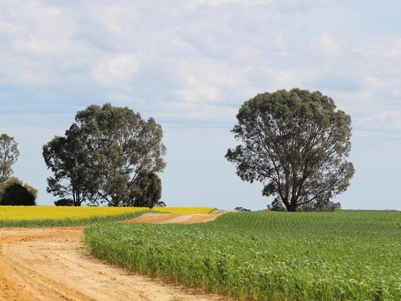 298 Arthurs Road, Telopea Downs VIC 3420