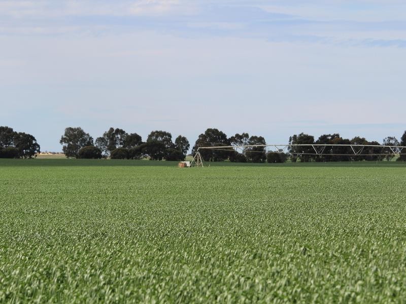 298 Arthurs Road, Telopea Downs VIC 3420