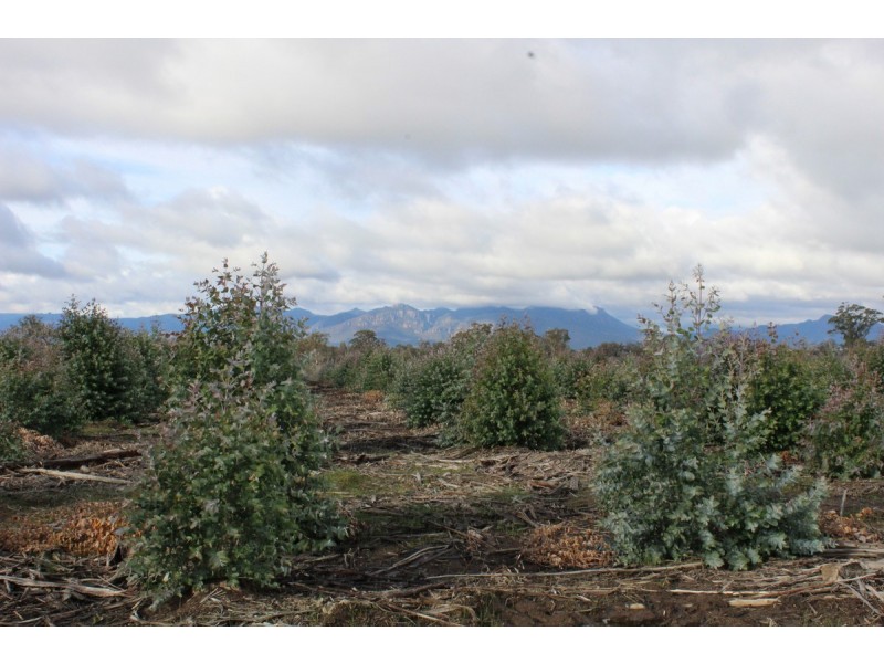 Carters Road, Mooralla VIC 3314