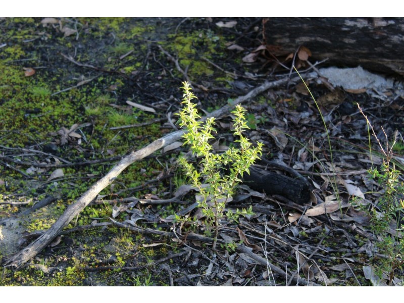 Red Hill Road, Mirranatwa VIC 3294