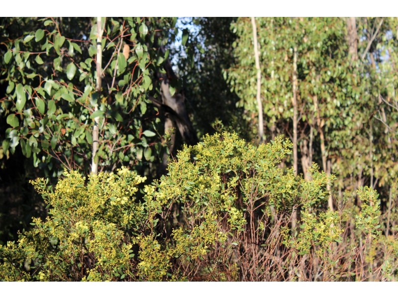 Red Hill Road, Mirranatwa VIC 3294