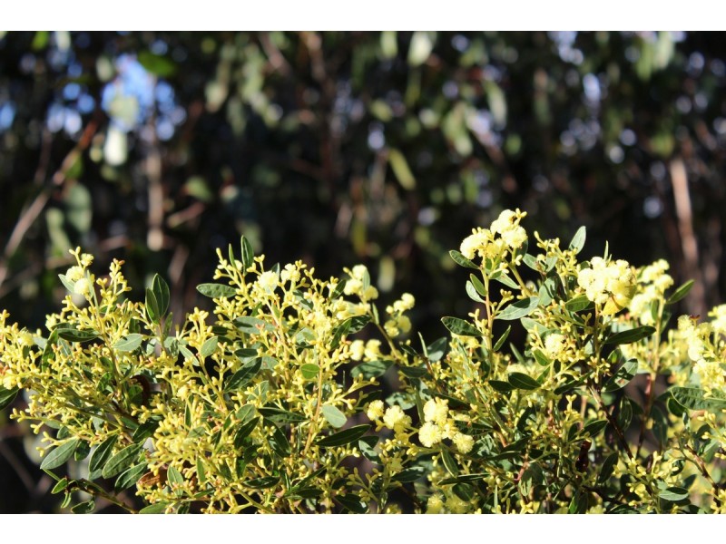 Red Hill Road, Mirranatwa VIC 3294