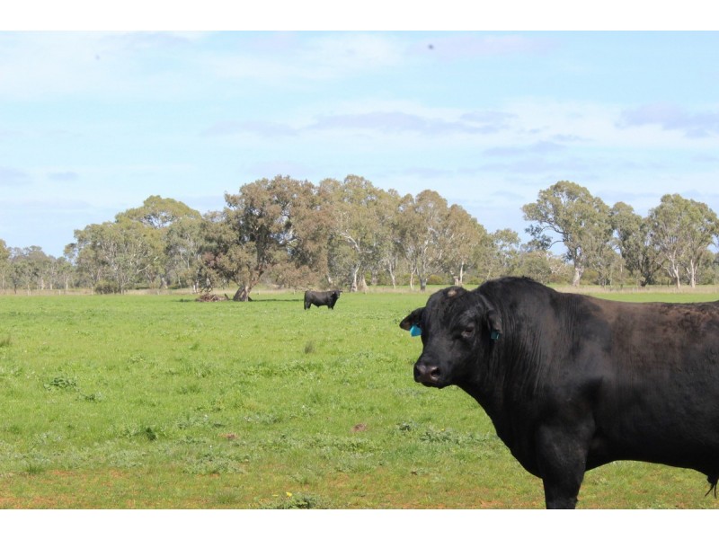 Meins Road, Bulart VIC 3314