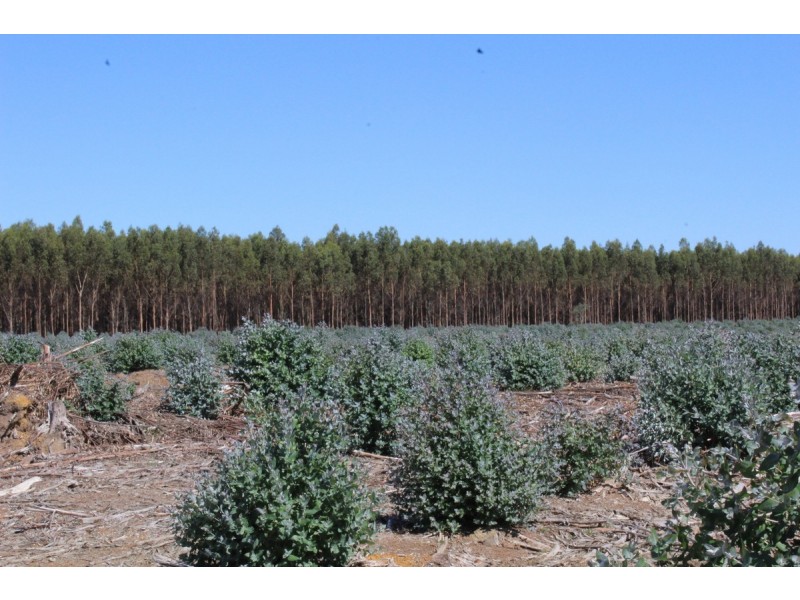 44A Gray Street, Hamilton VIC 3300