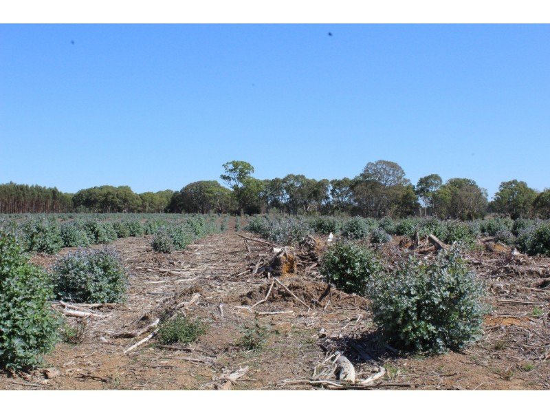 44A Gray Street, Hamilton VIC 3300