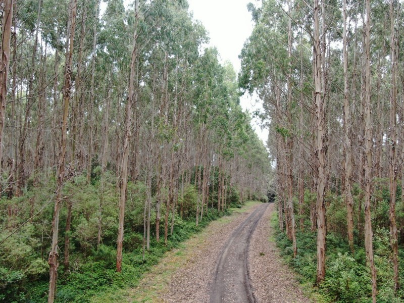 44 Gray Street, Hamilton VIC 3300