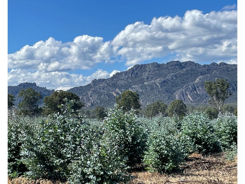 44 Gray Street, Hamilton VIC 3300