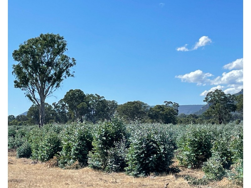 44 Gray Street, Hamilton VIC 3300