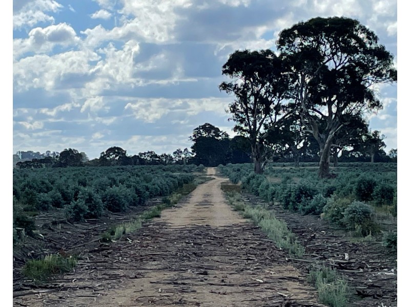 44 Gray Street, Hamilton VIC 3300