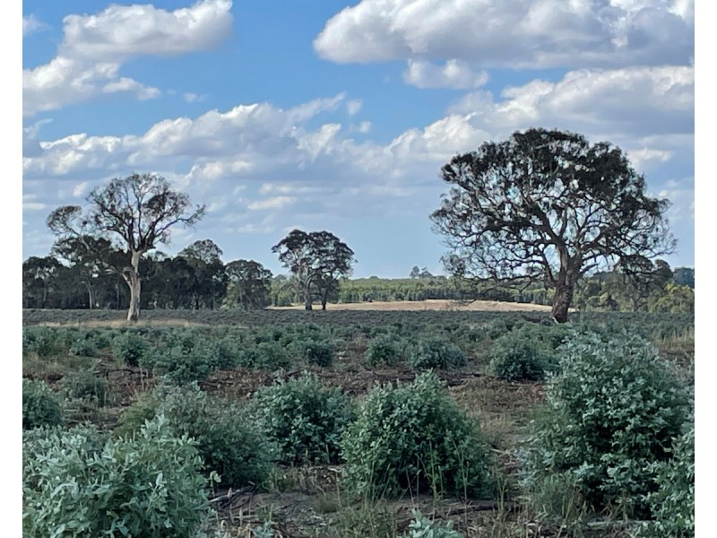 44 Gray Street, Hamilton VIC 3300