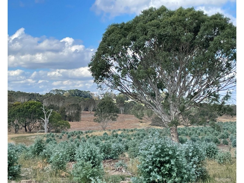 44 Gray Street, Hamilton VIC 3300