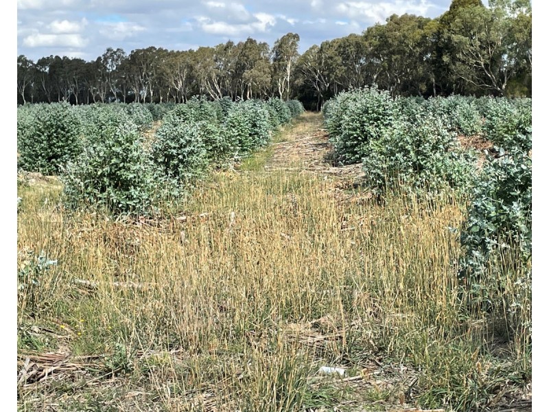 44 Gray Street, Hamilton VIC 3300