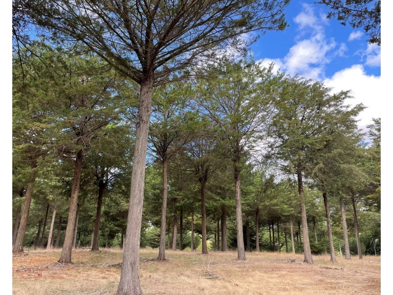 44 Gray Street, Hamilton VIC 3300